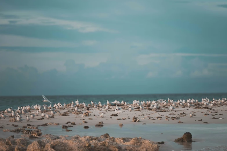 a bunch of birds that are on a beach