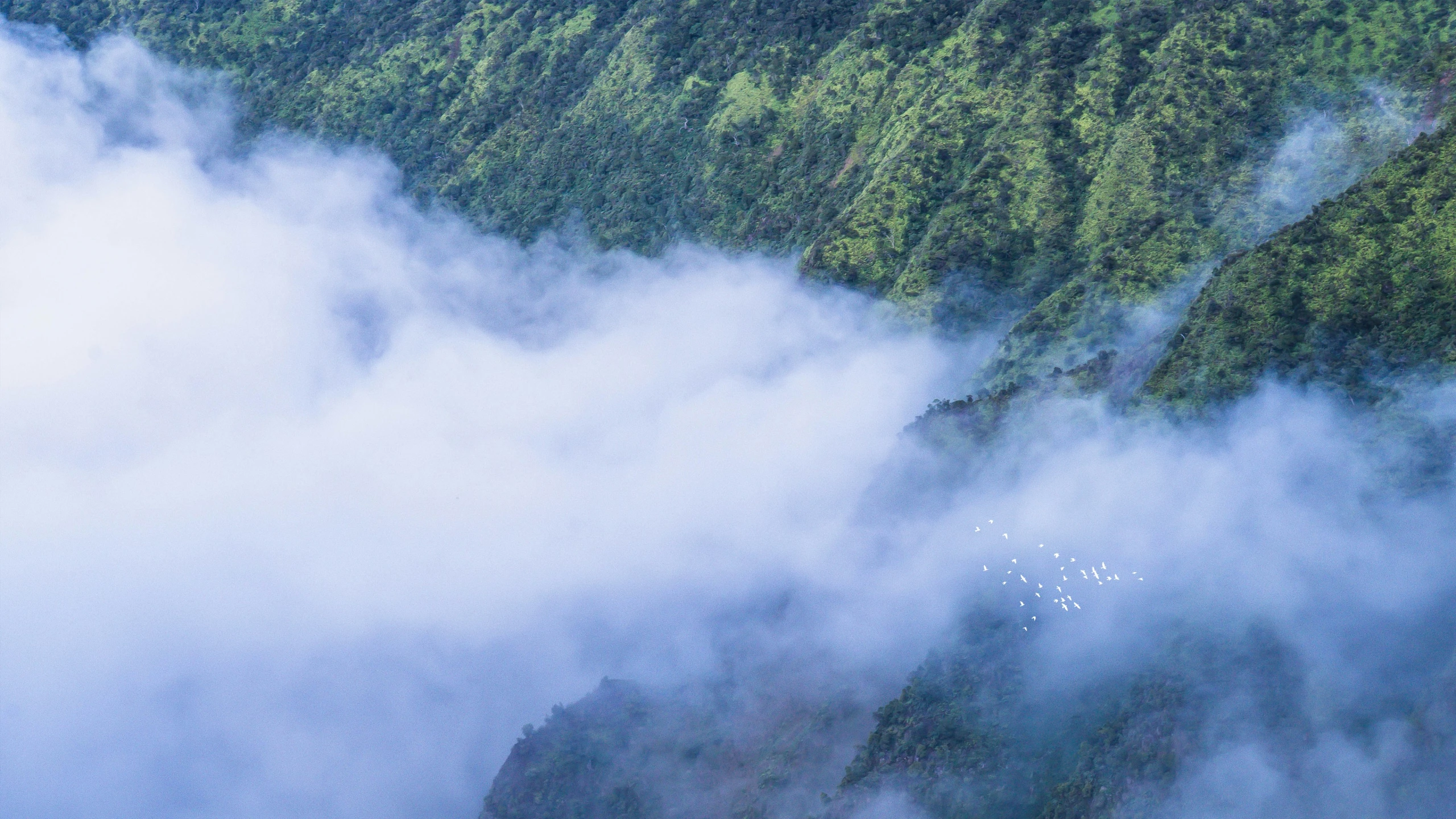 trees and a mountain in the fog above it