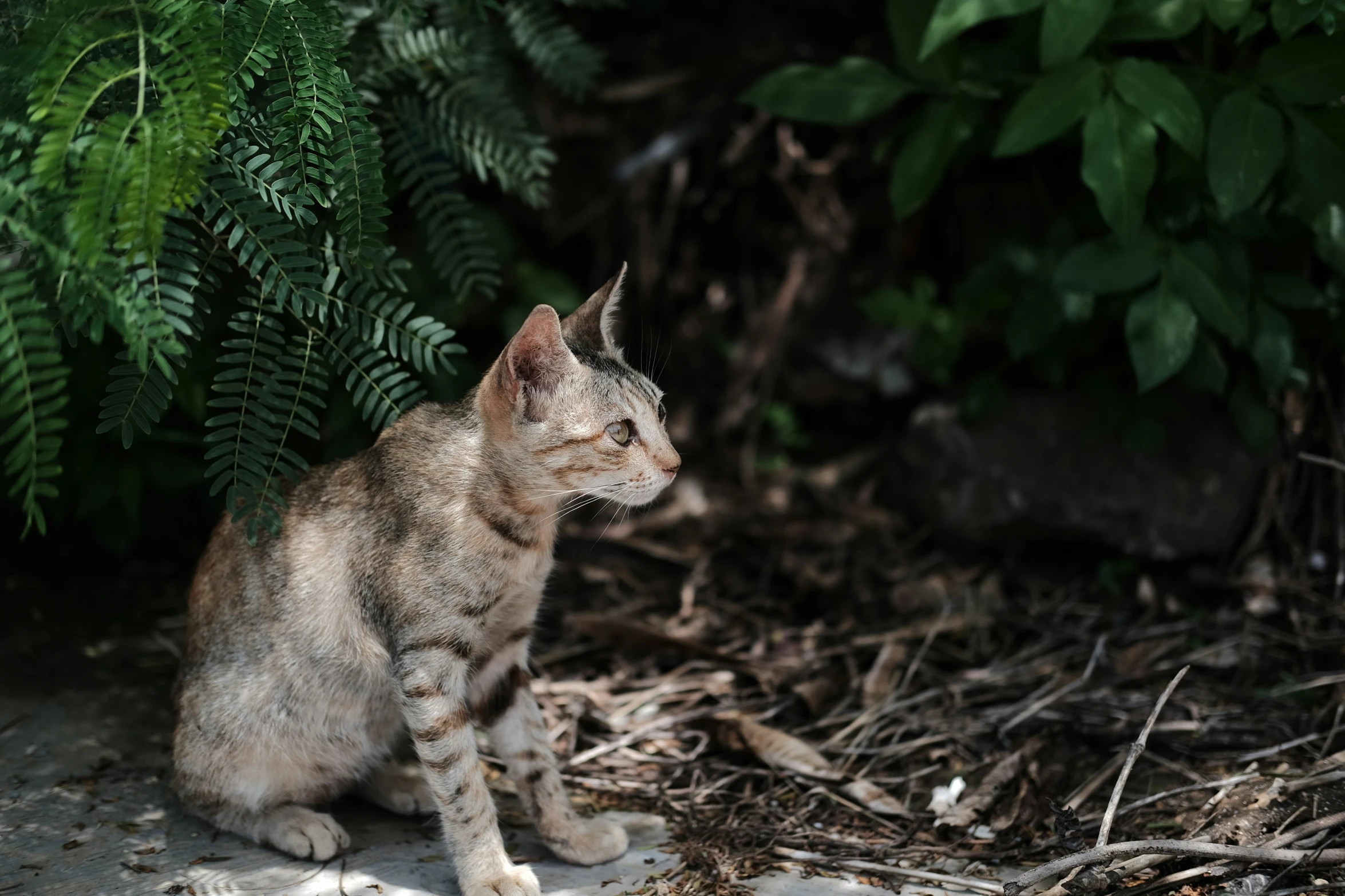 a grey and white cat looking at soing on the ground