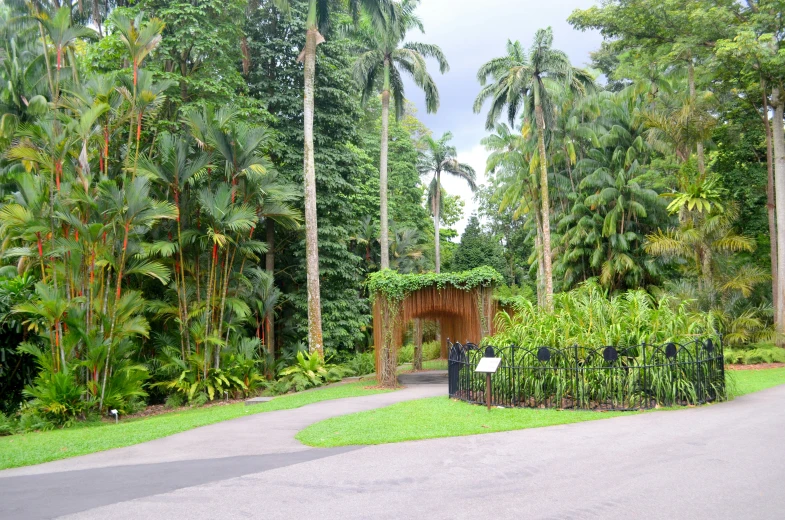 the pathway through a garden lined with palm trees