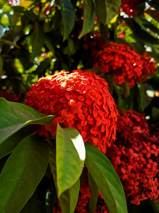 a very close up of a bunch of flowers