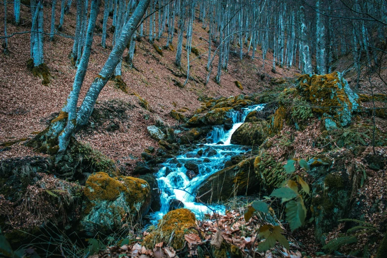 a flowing stream and a lush green forest