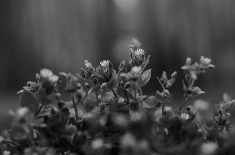 small flowers blooming in black and white with the color filter applied