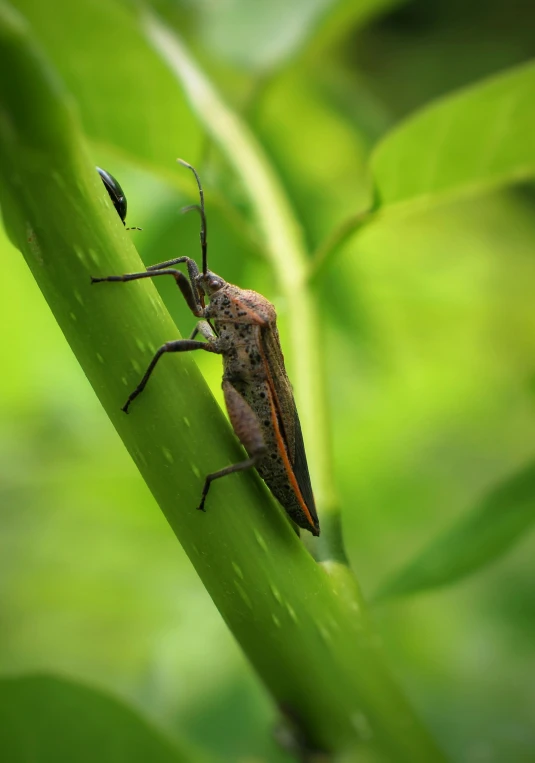 a bug that is sitting on a stem