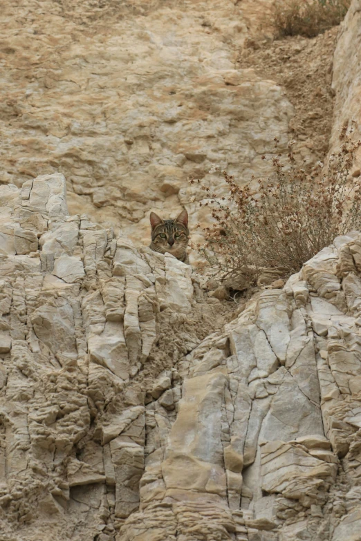 a cat is peeking out from between two rocks