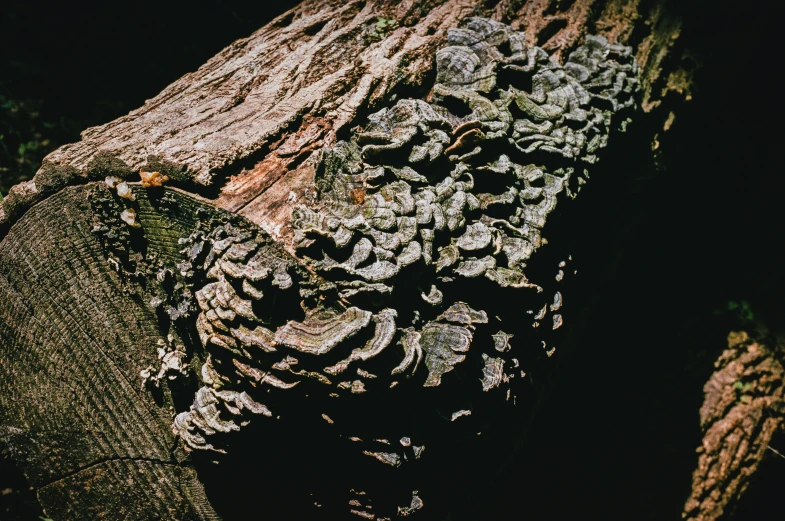 the bark is all over the wood in this picture