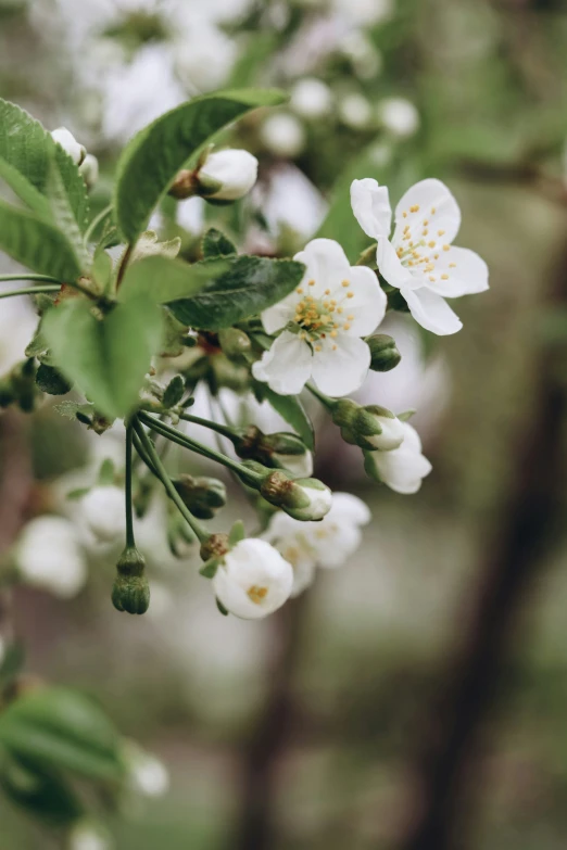 white flowers blooming on the nches of trees