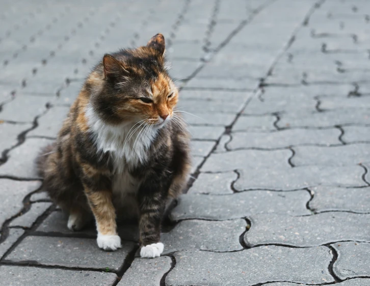 a cat that is sitting on the pavement