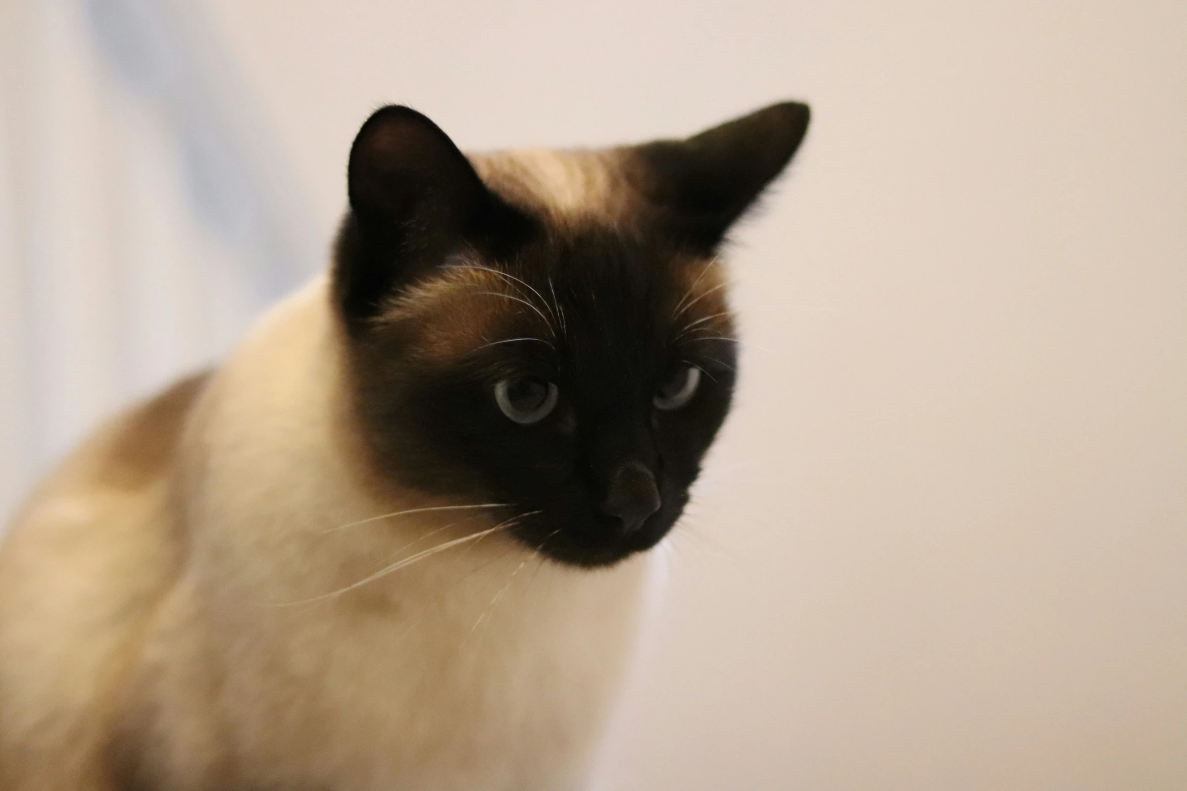 a brown and white cat looking into the distance