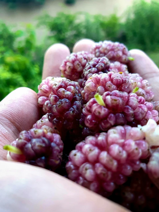 a person holds several berries in their hands