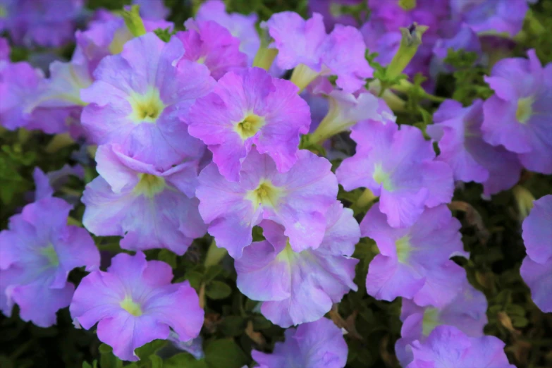 purple flowers grow close together in a garden