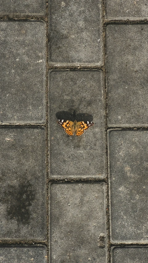 a moth sitting on top of a stone floor