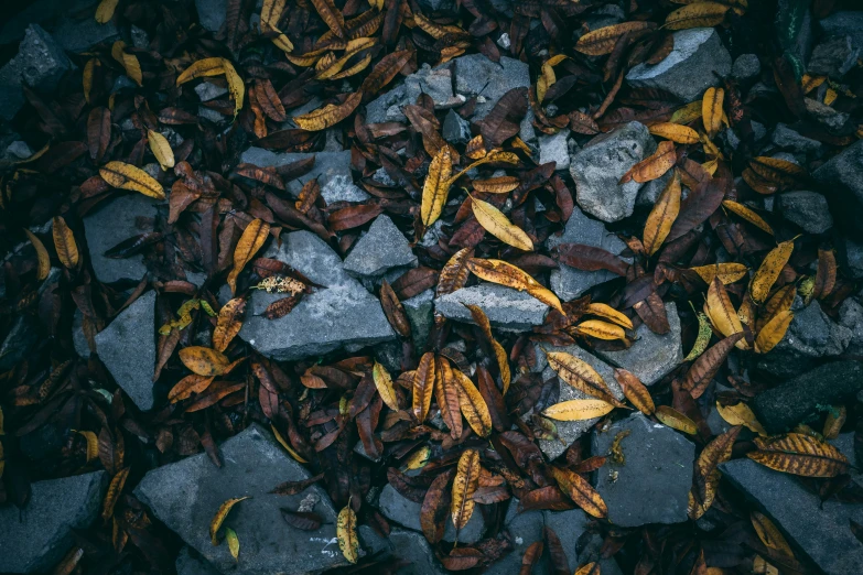 yellow and brown leaves are sitting on rocks
