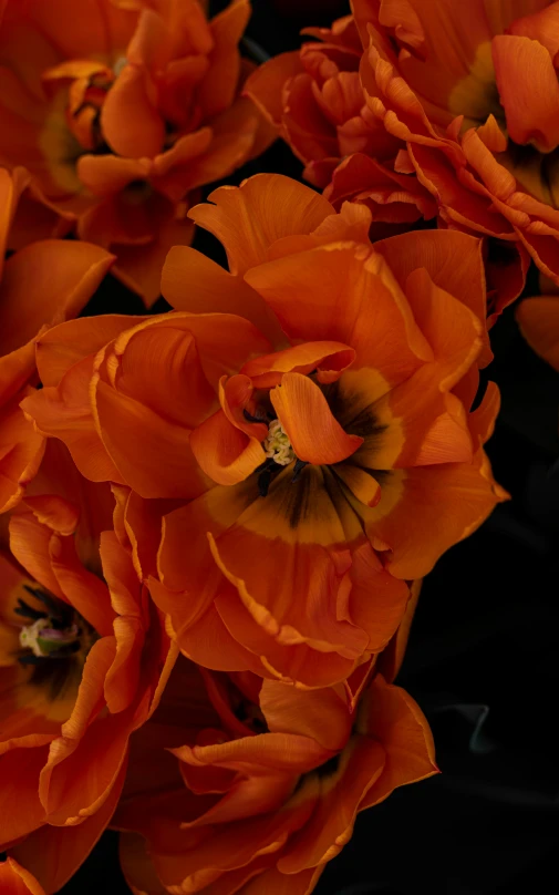 the image of red flowers in the vase