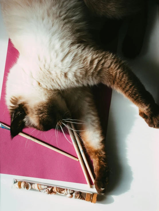 a cat laying on top of a book