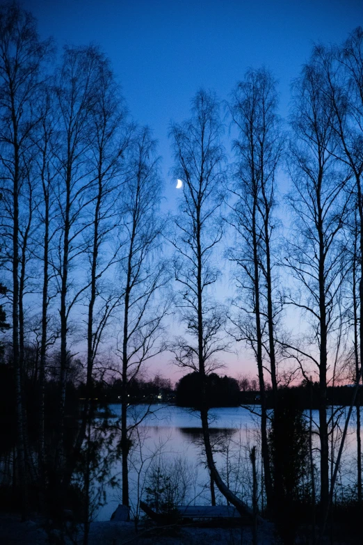 trees are growing beside a body of water