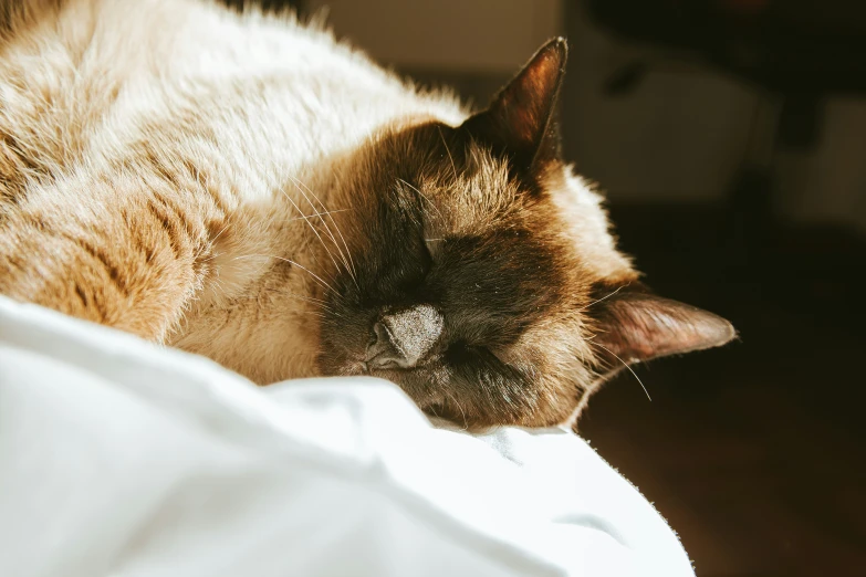 a cat sleeping on a bed with its head down