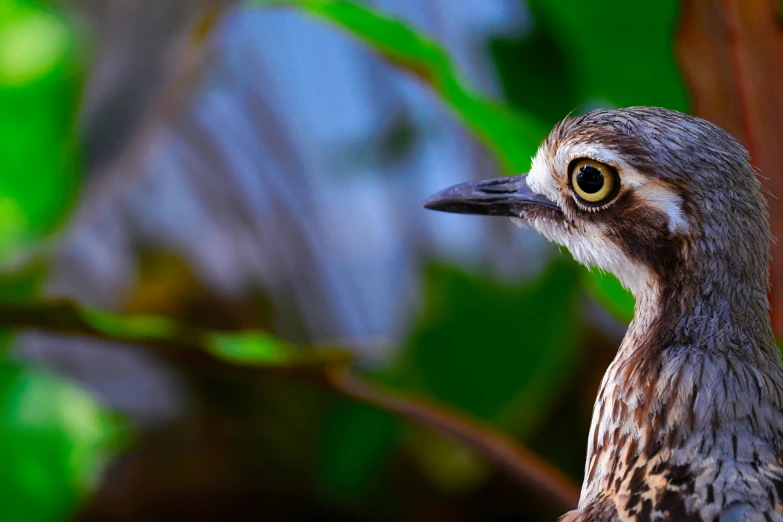 a bird with a long neck standing in front of trees