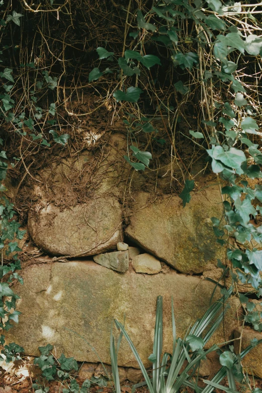 rock and plants on the ground with rocks on the bottom