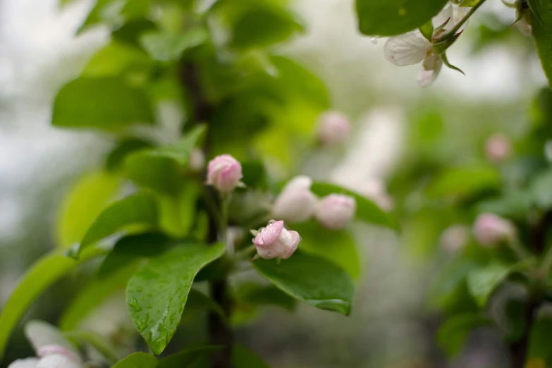 a close up of pink flowers on a nch