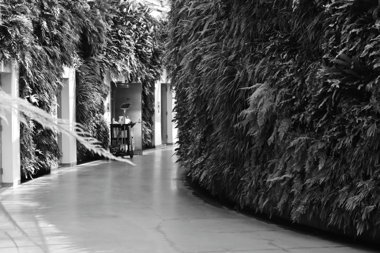 the hallway is lined with plants and trees