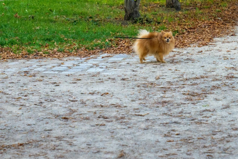 a small dog walks along the path