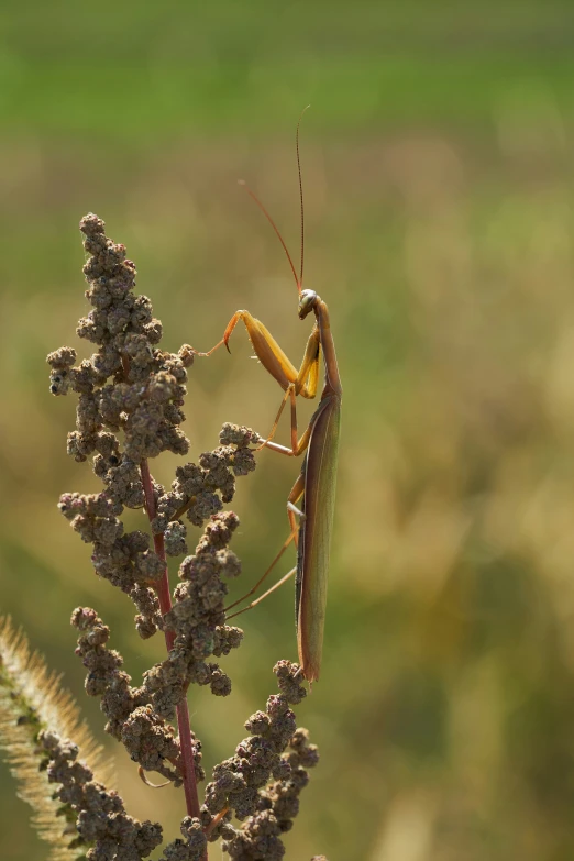 an image of a praying mantisch sitting on top of a plant