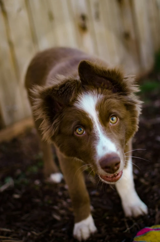 a dog is standing in the dirt looking at the camera