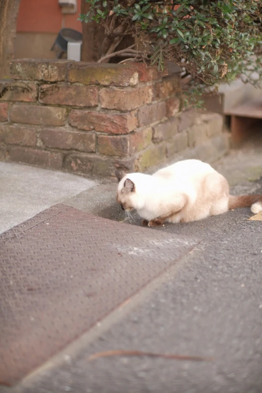 a white cat sitting on the sidewalk next to brick