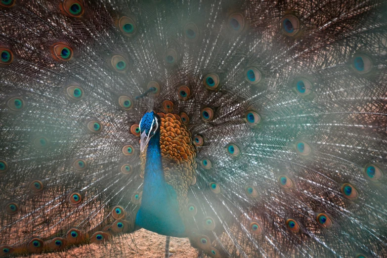 the peacock is spreading his feathers around