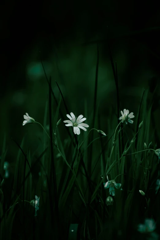 there are four white daisies growing in the grass