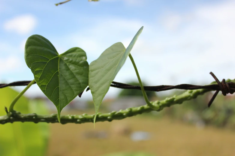 a group of leaf plants hanging on top of a barb wire