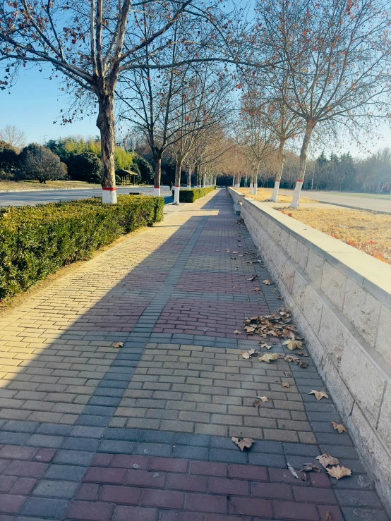 a sidewalk between hedges on either side with trees in the background