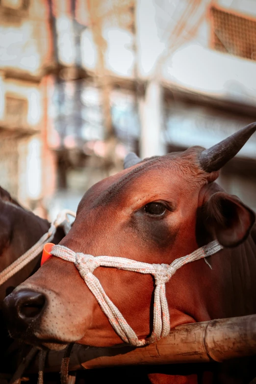 two cows tied up to wooden posts with white rope