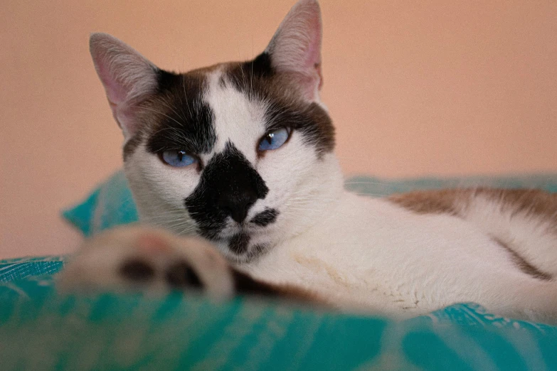 cat resting on the blanket with blue eyes