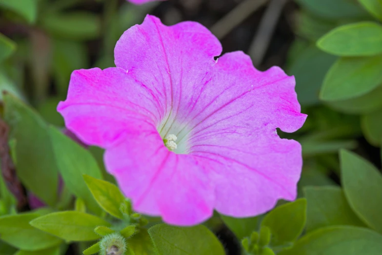 the large pink flower has large green leaves