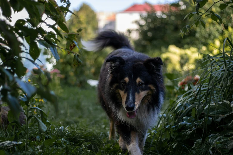 dog with long fur walking in tall grass and trees