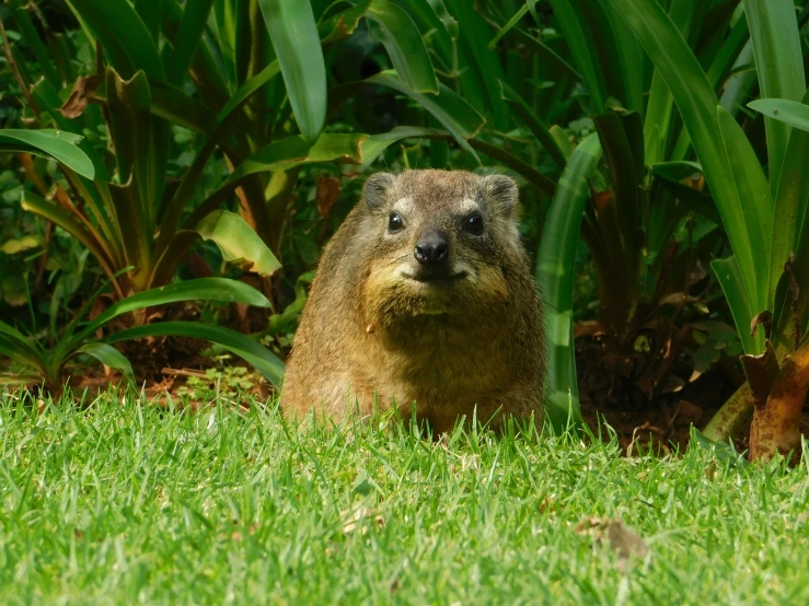 a small groundhog is sitting in the grass