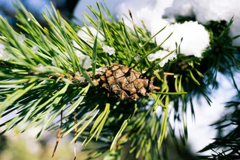 a pine cone on top of a green pine nch