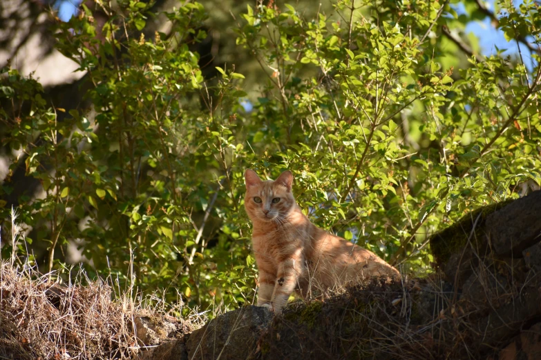a orange cat sitting in the middle of a forest