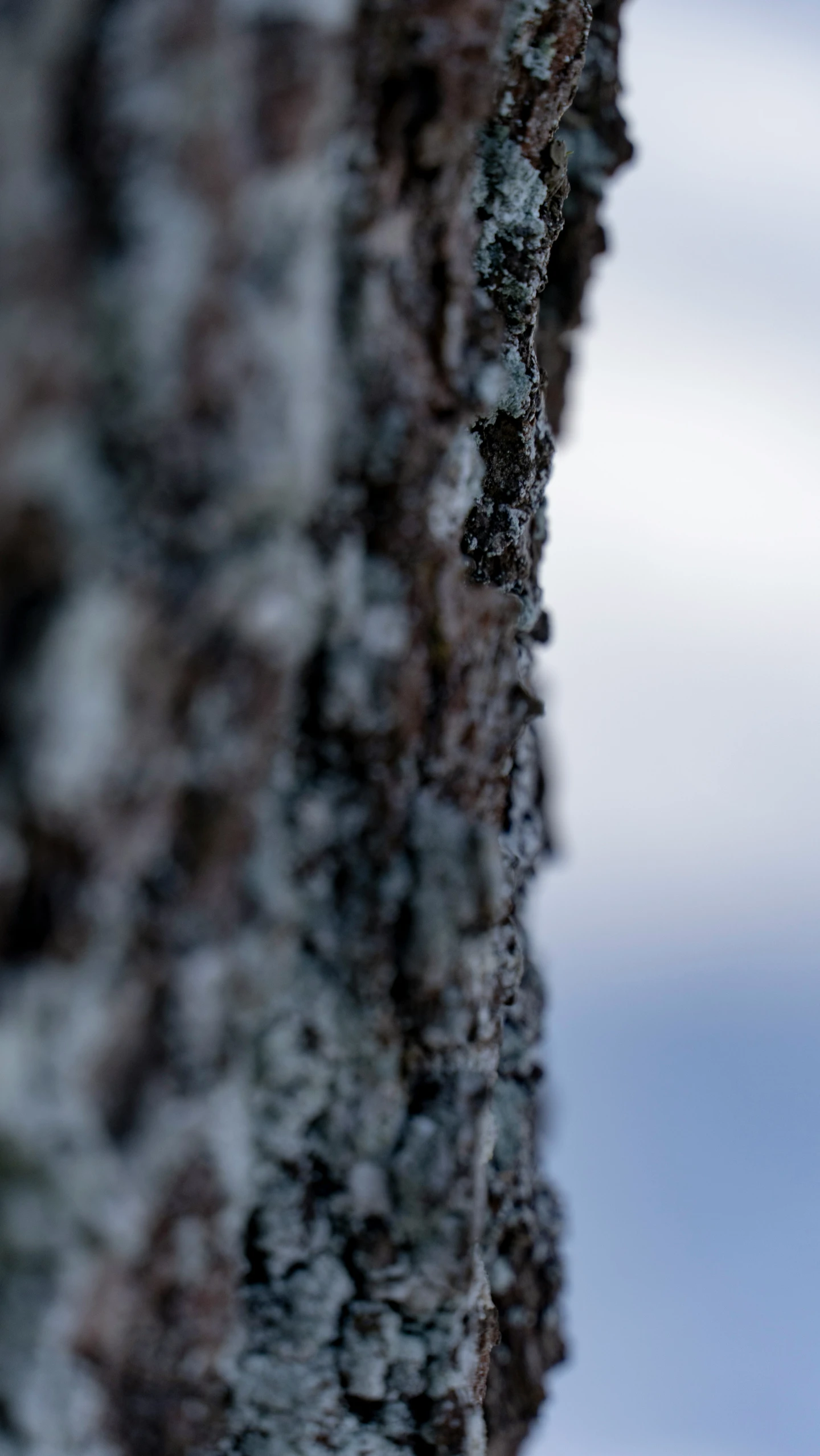 a blue bird perched on top of a tree