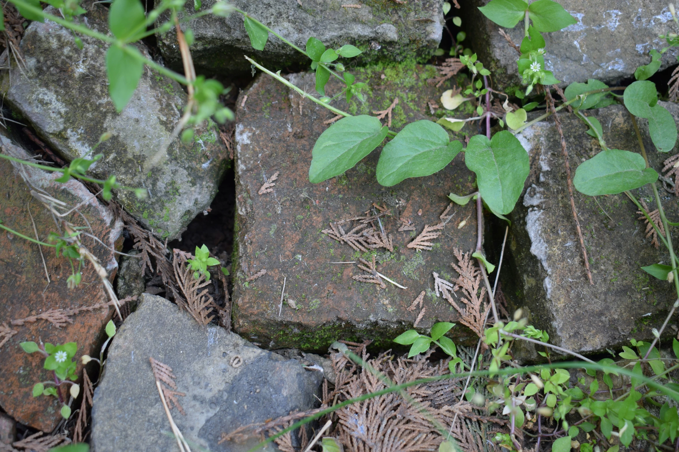 some very pretty rocks that are by a small plant