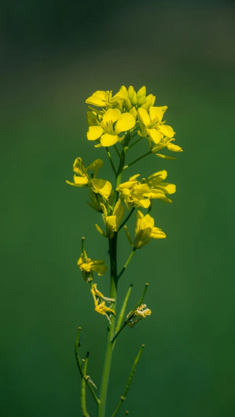 some yellow flowers with green leaves in the background