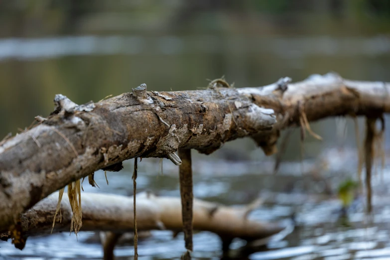 some large roots are on the nch over the water