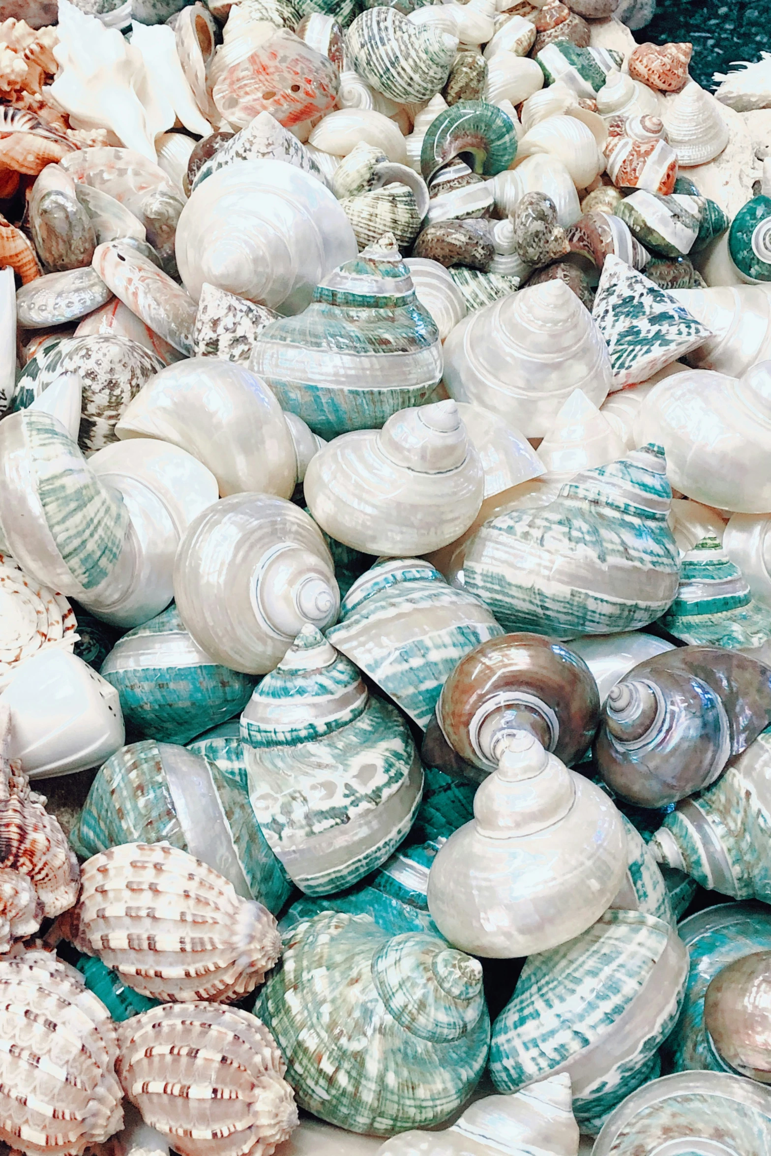 sea shells arranged together on display in different designs