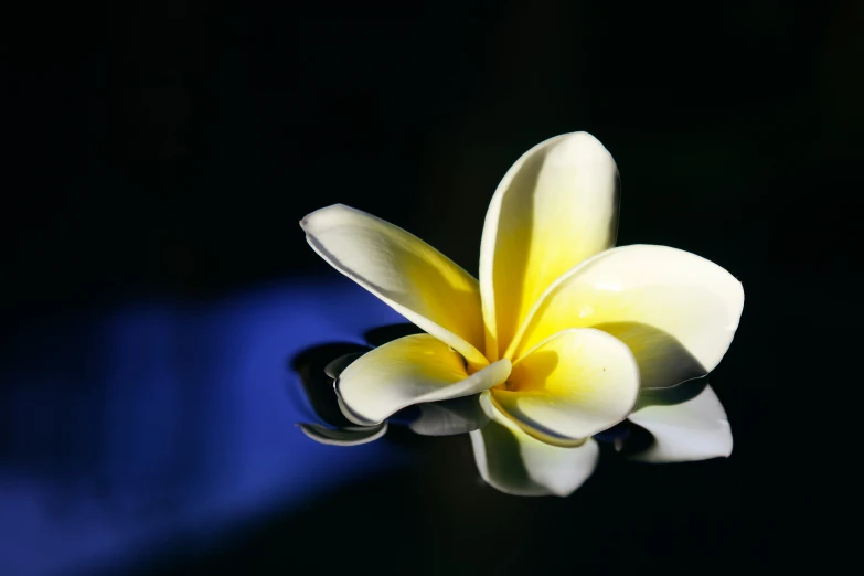 a yellow flower is pographed against a blue background