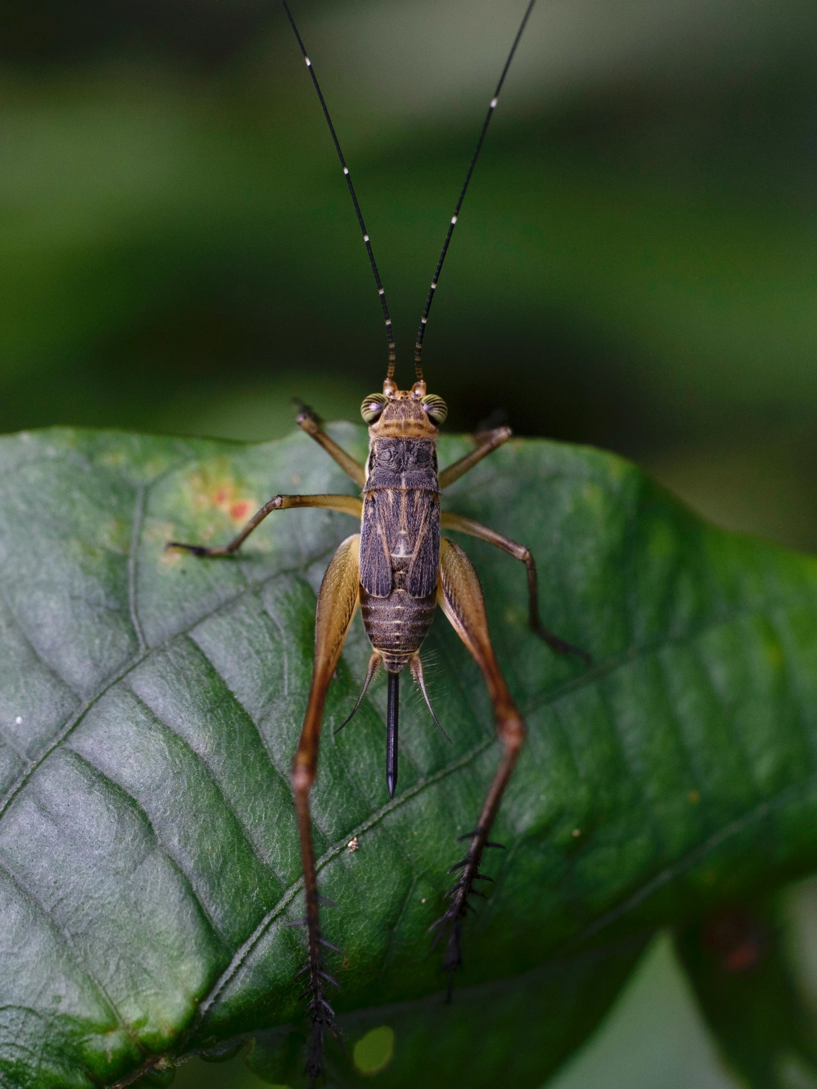 there is a bug that is sitting on a leaf