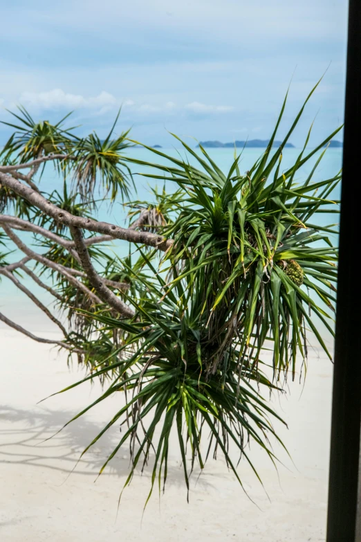 a large leafless palm tree on the beach