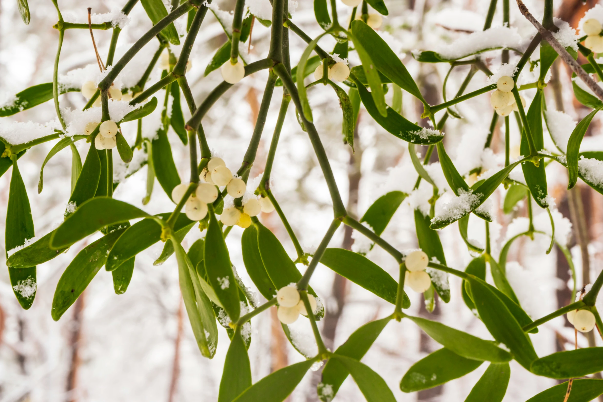 snow covers the nches of small leaves and flowers