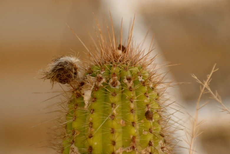 small cactus with short green needles and no leaves